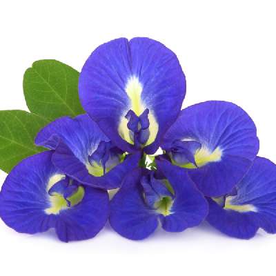 Aprajita Flower (Blue Pea)