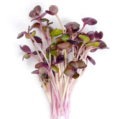 Microgreen - Red Box