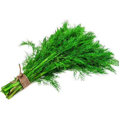 Dill Leaves