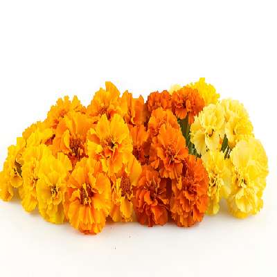 Marigold Flower - Mix