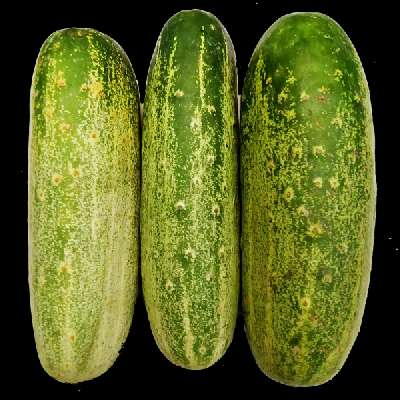 Cucumber(Desi)