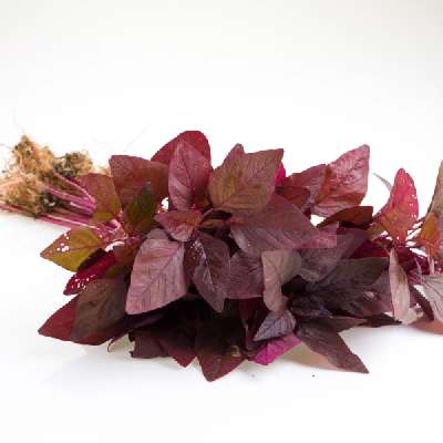 Chaulai Saag Red (Amaranth)