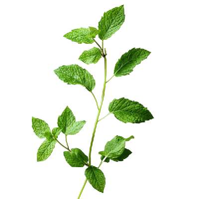 Mint
