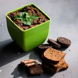 Mud Paradise (Medium)