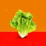 Lettuce