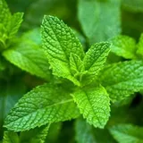 Mint