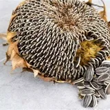 Sunflower seeds