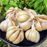 Himalayan Garlic