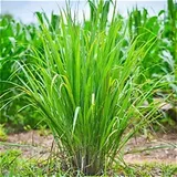 Lemongrass