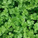 Cilantro