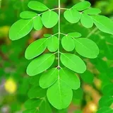 Moringa Leaves
