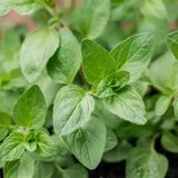 Oregano