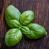 Basil