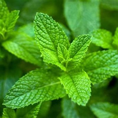 Mint