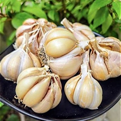 Himalayan Garlic