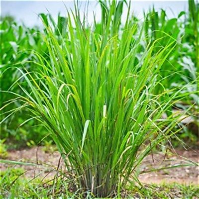 Lemongrass