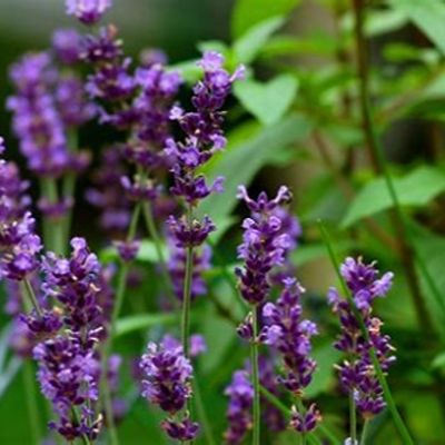 Lavender