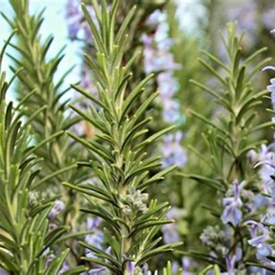 Rosemary