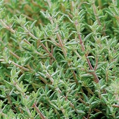Thyme